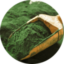 Chlorella